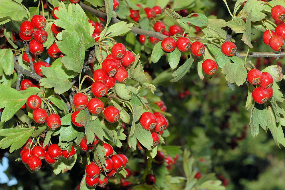 plant-Hawthorn-English-berries-2-big - Doctors Prescribed HGH ...