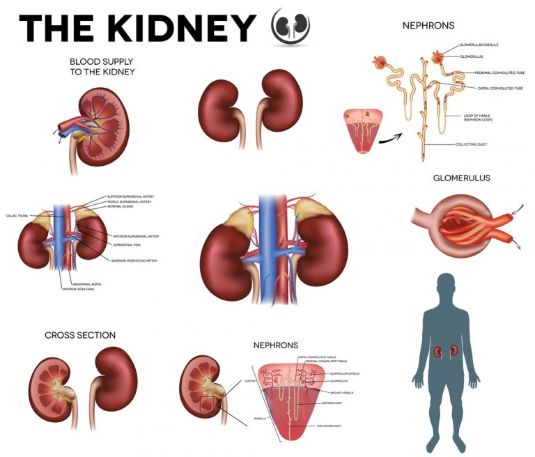 can statin drugs cause kidney damage